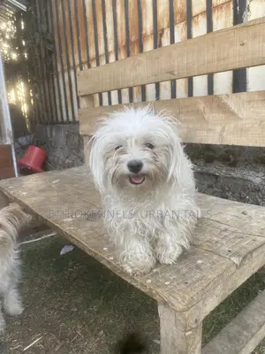 3-6 months Male Purebred Maltese