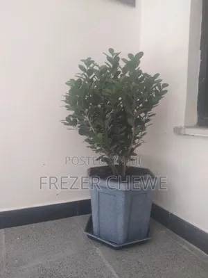 የሚያምር ፊከስ ዛፍ