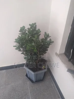 የሚያምር ፊከስ ዛፍ