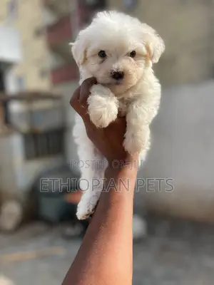 1-3 months Male Purebred Maltese