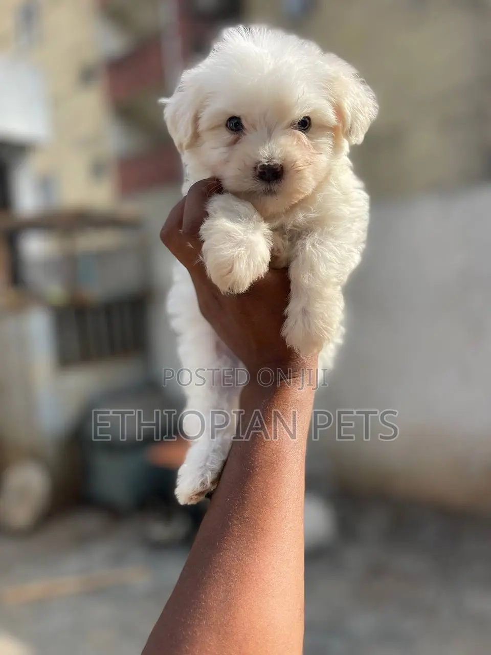 1-3 months Male Purebred Maltese