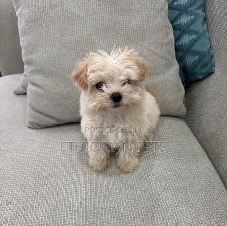 1-3 months Female Purebred Maltipoo