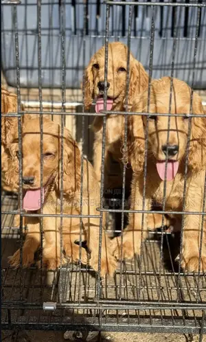 1-3 months Male Purebred Cocker Spaniel