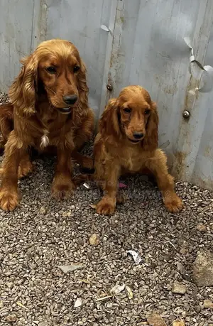 1-3 months Male Purebred Cocker Spaniel