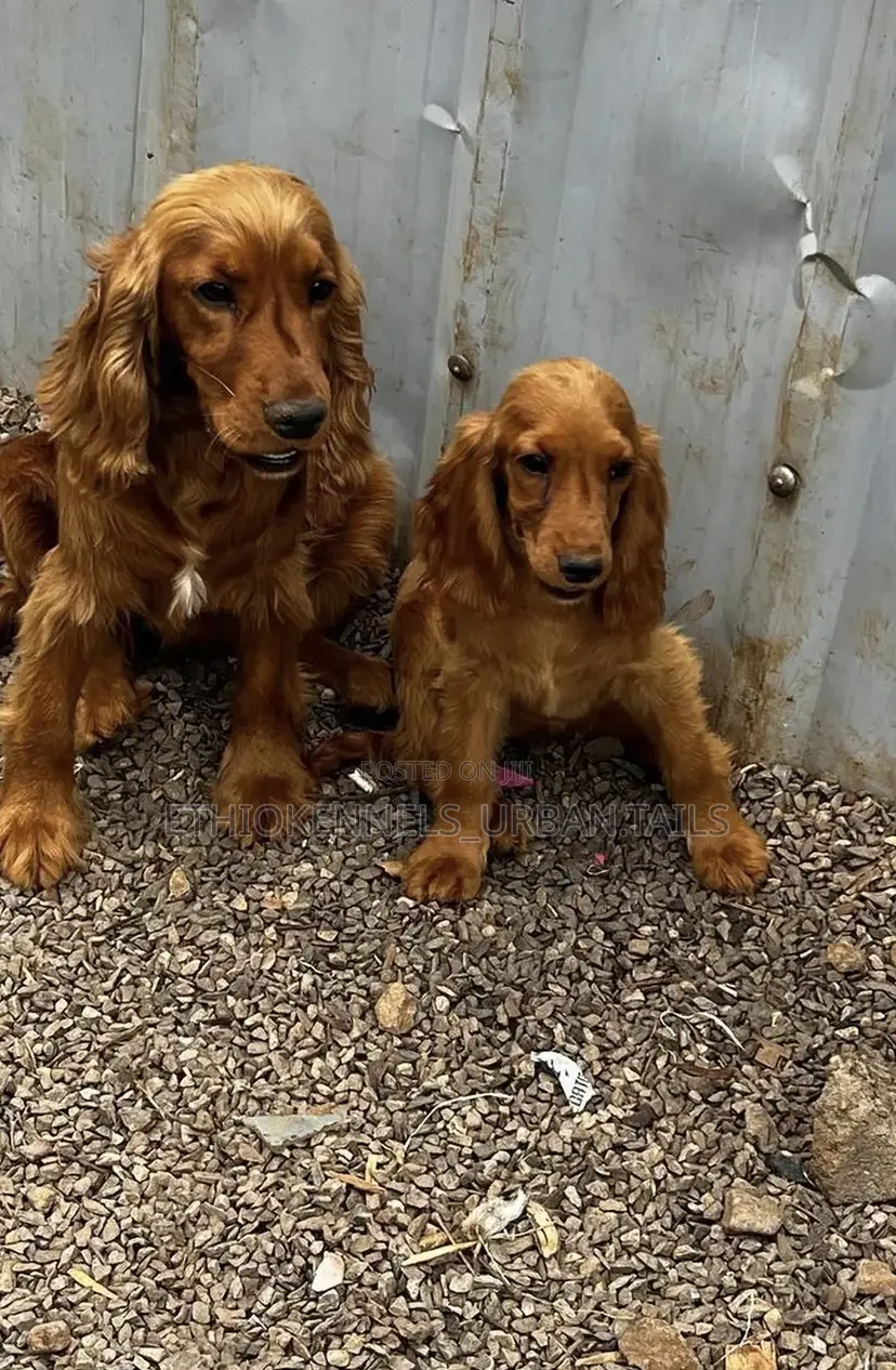 1-3 months Male Purebred Cocker Spaniel