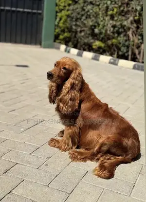 1-3 months Male Purebred Cocker Spaniel