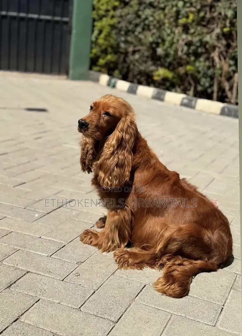 1-3 months Male Purebred Cocker Spaniel