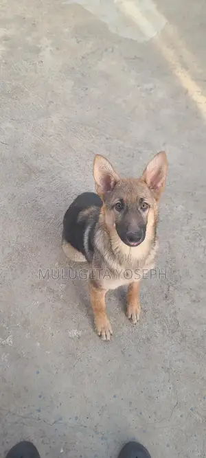3-6 months Male Purebred German Shepherd