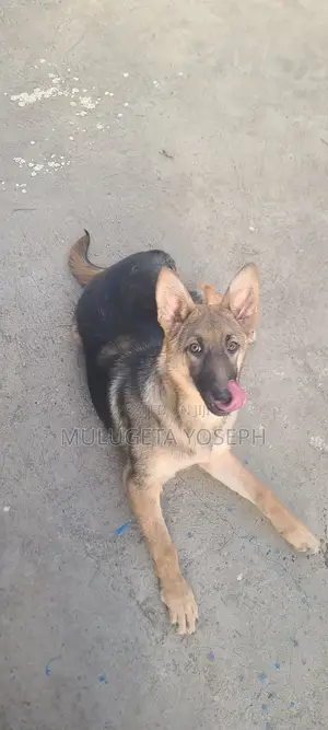 3-6 months Male Purebred German Shepherd