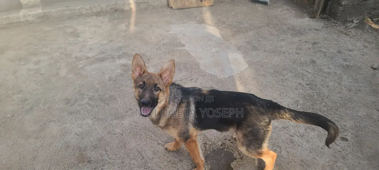 3-6 months Male Purebred German Shepherd