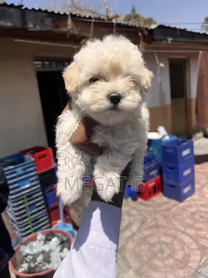 1-3 months Male Purebred Maltese