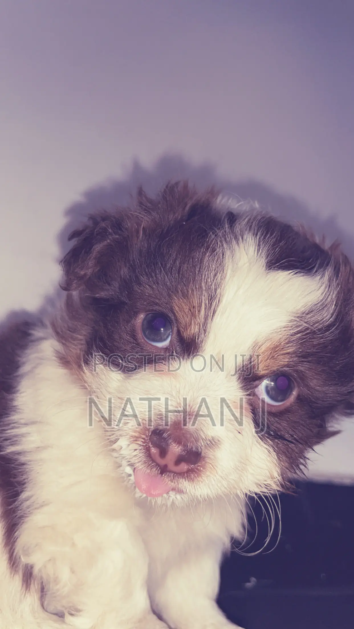 1-3 months Male Mixed Breed Cavalier King Charles Spaniel