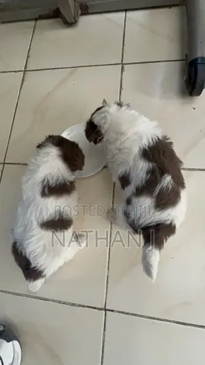 1-3 months Male Mixed Breed Cavalier King Charles Spaniel