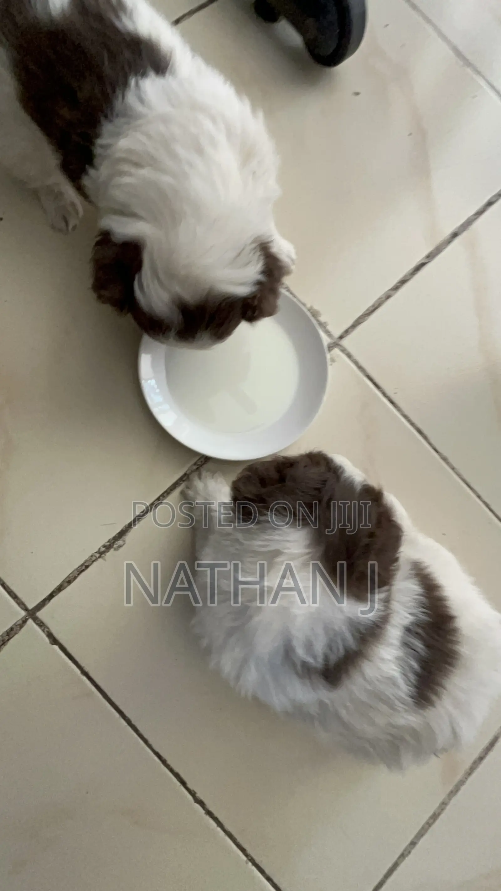 1-3 months Male Mixed Breed Cavalier King Charles Spaniel