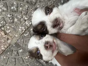 1-3 months Male Mixed Breed Cavalier King Charles Spaniel