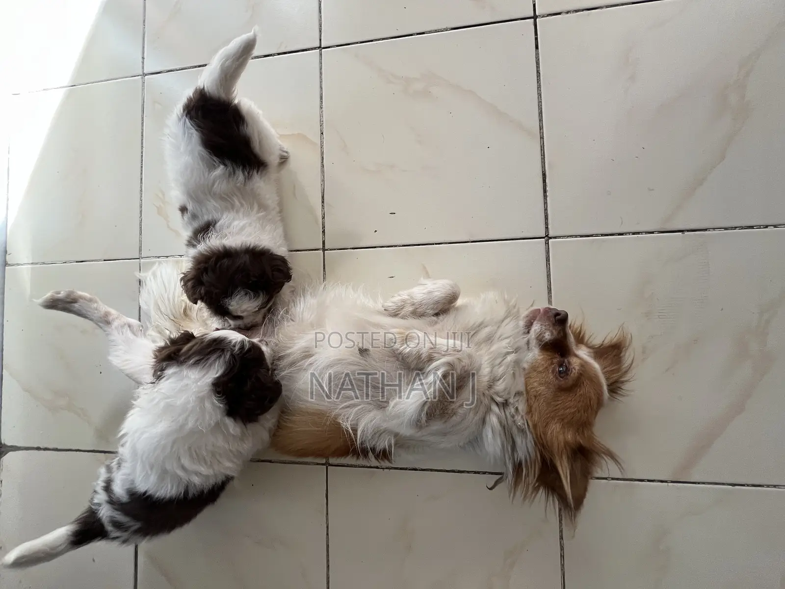 1-3 months Male Mixed Breed Cavalier King Charles Spaniel