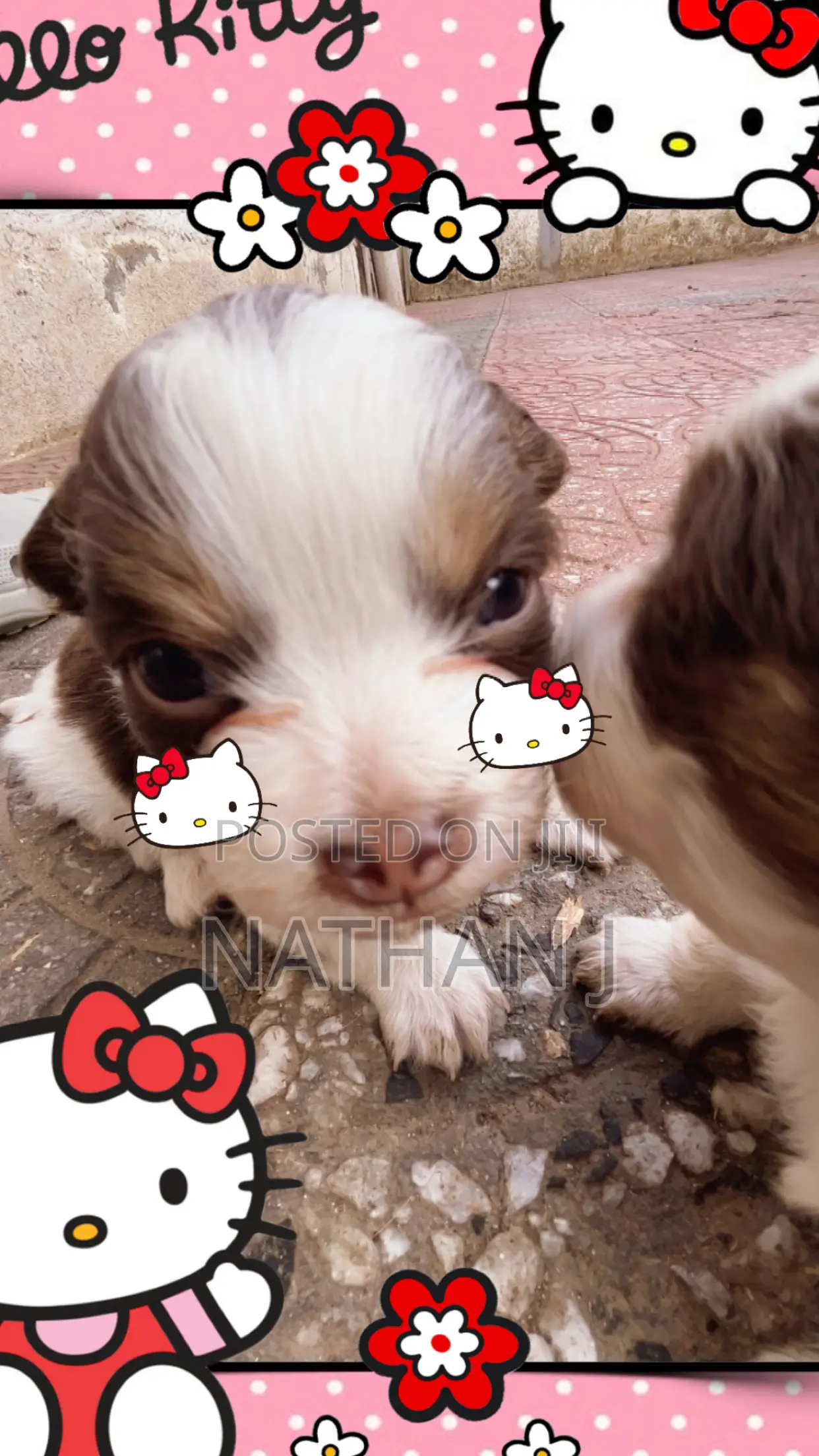 1-3 months Male Mixed Breed Cavalier King Charles Spaniel