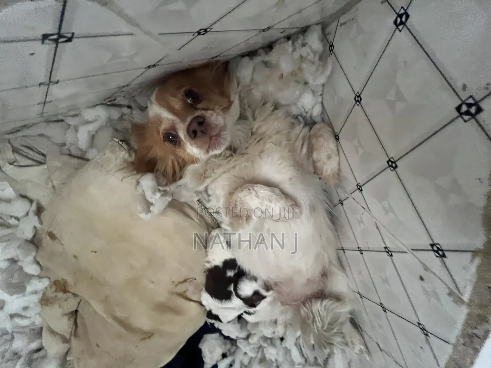 1-3 months Male Mixed Breed Cavalier King Charles Spaniel
