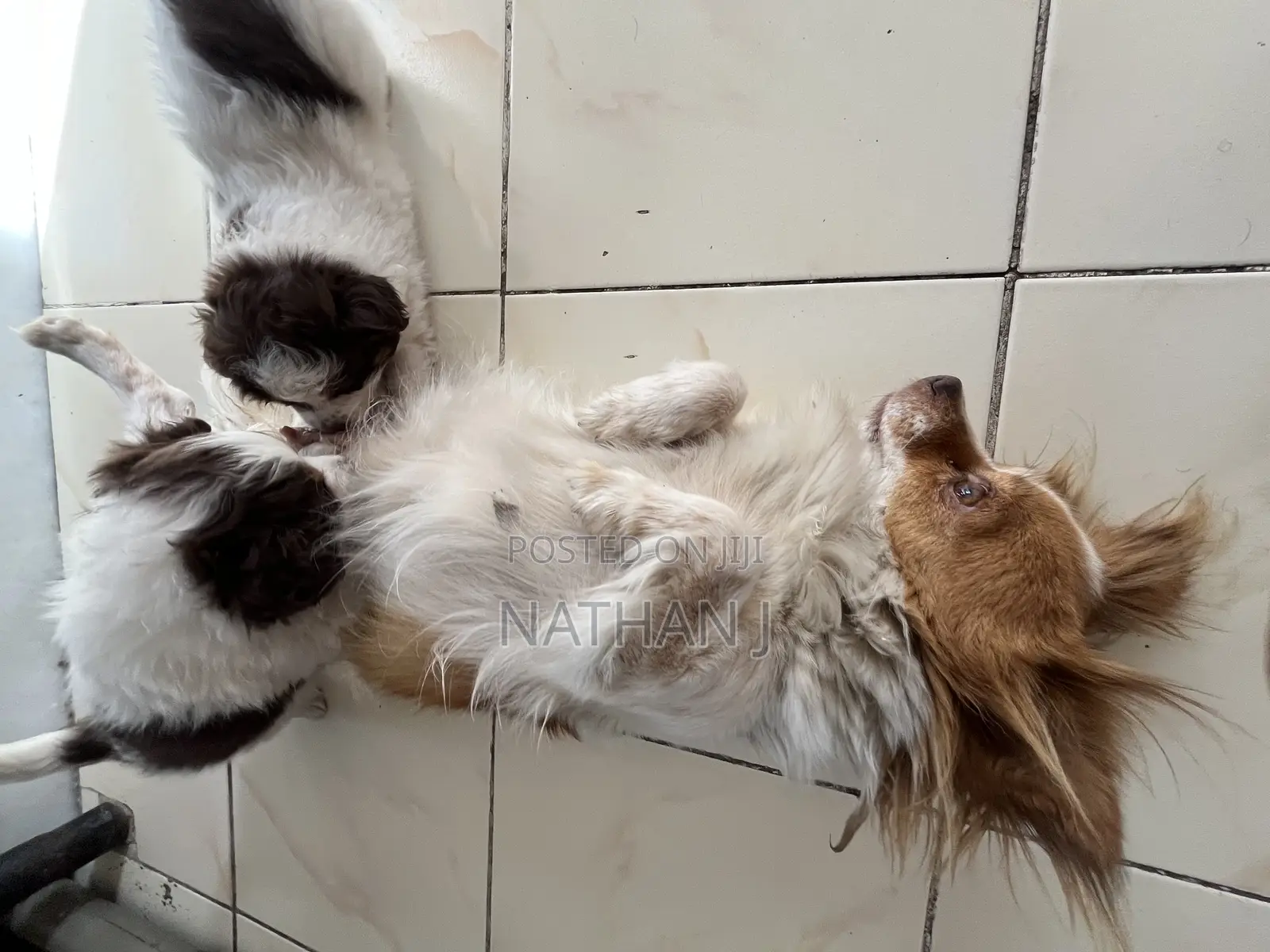 1-3 months Male Mixed Breed Cavalier King Charles Spaniel