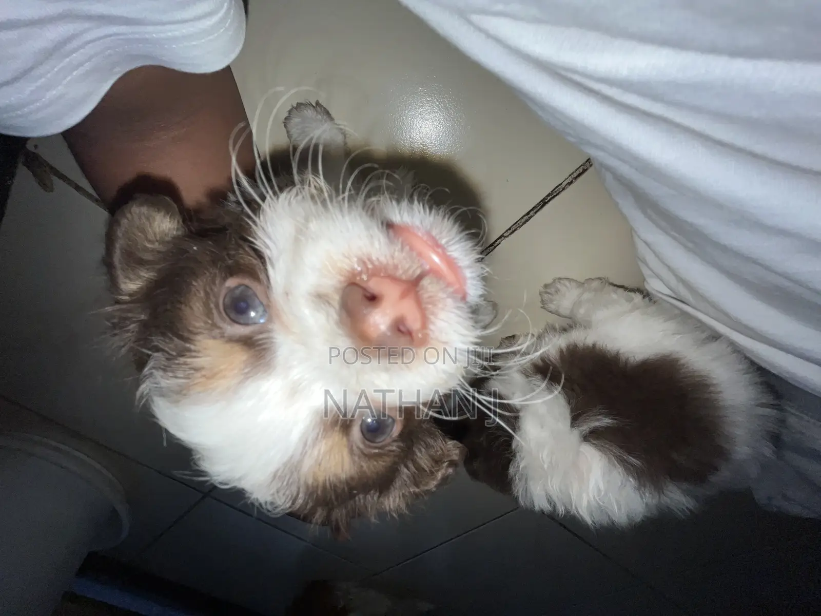 1-3 months Male Mixed Breed Cavalier King Charles Spaniel