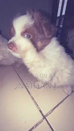 1-3 months Male Mixed Breed Cavalier King Charles Spaniel