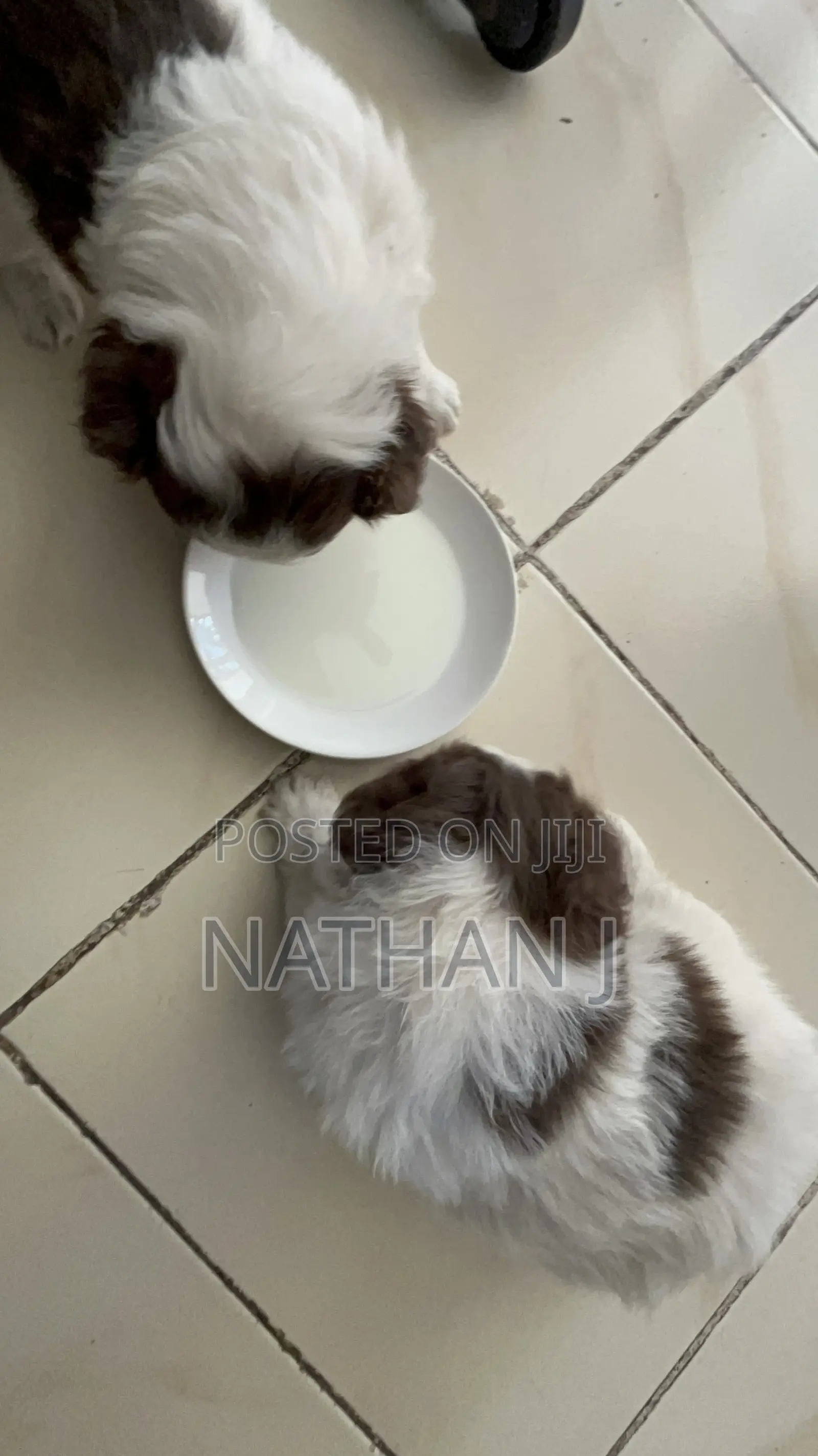 1-3 months Male Mixed Breed Cavalier King Charles Spaniel