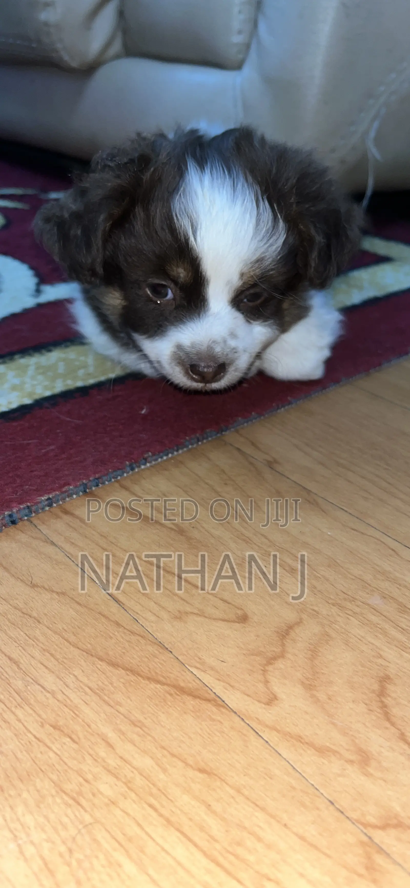 1-3 months Male Mixed Breed Cavalier King Charles Spaniel