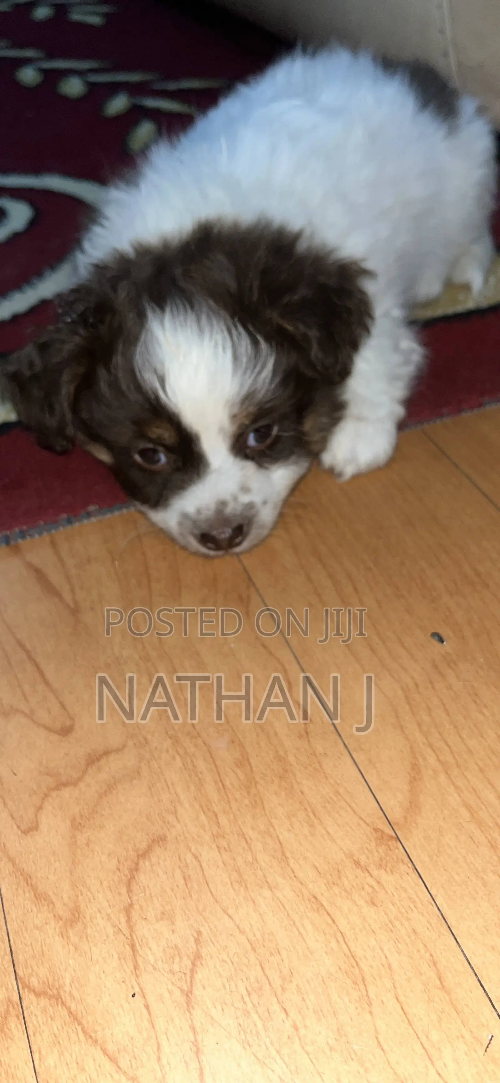 1-3 months Male Mixed Breed Cavalier King Charles Spaniel