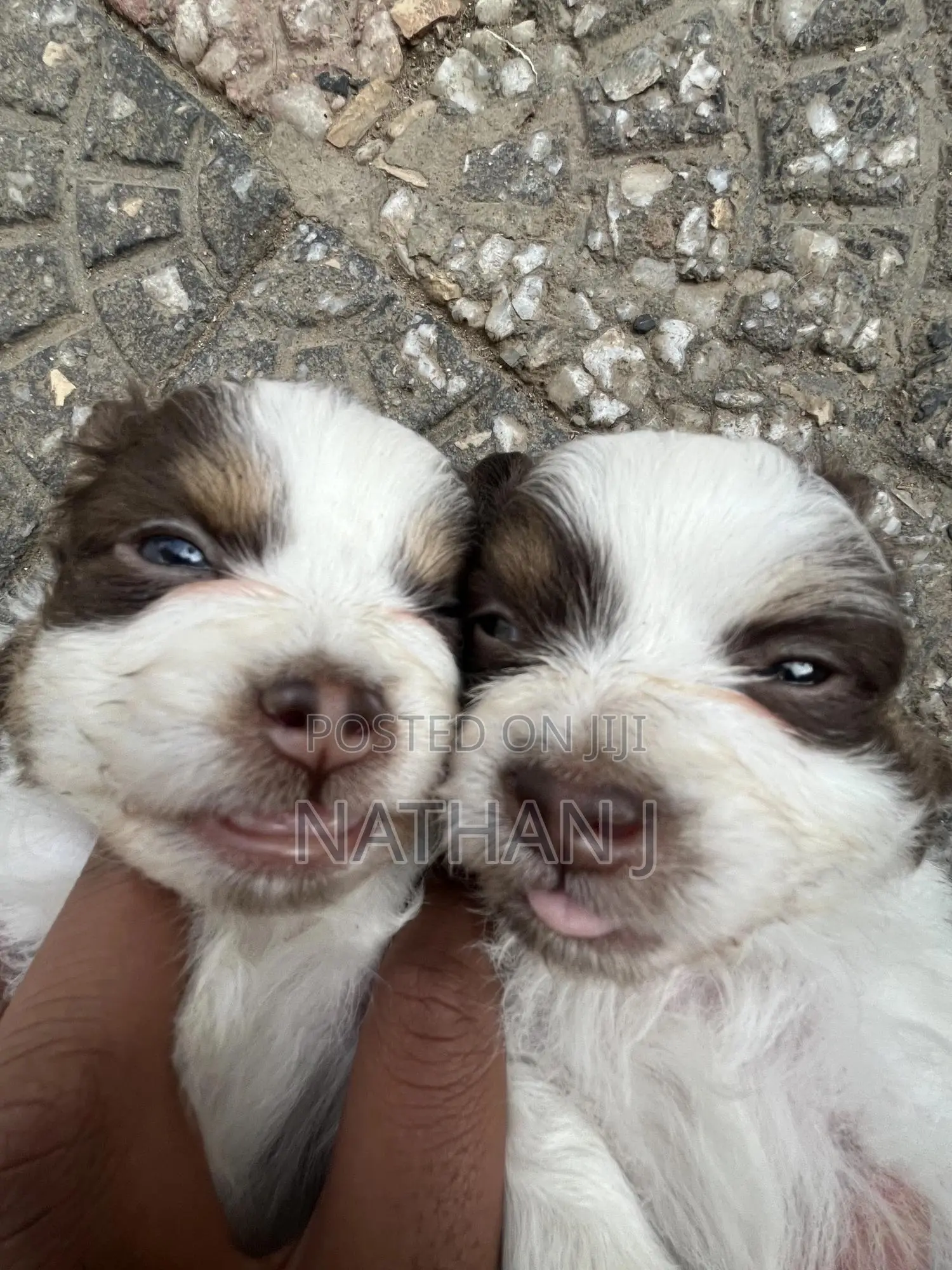 1-3 months Male Mixed Breed Cavalier King Charles Spaniel