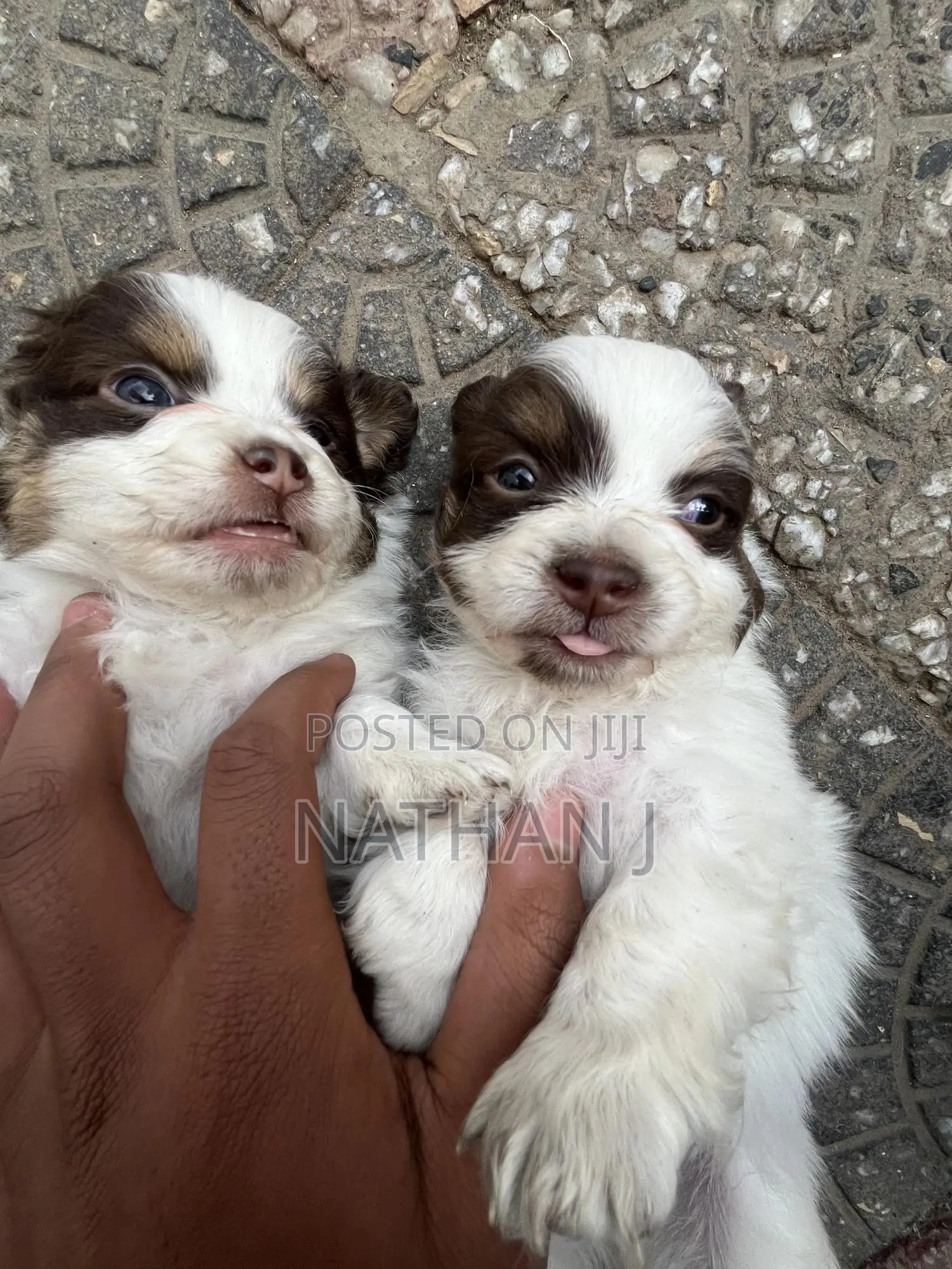 1-3 months Male Mixed Breed Cavalier King Charles Spaniel
