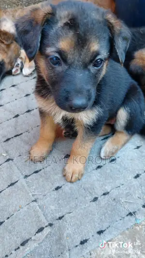 1-3 months Male Purebred German Shepherd