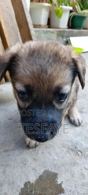 1-3 months Male Purebred German Shepherd