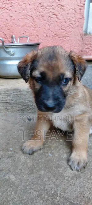 1-3 months Male Purebred German Shepherd