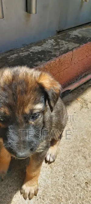 1-3 months Male Purebred German Shepherd