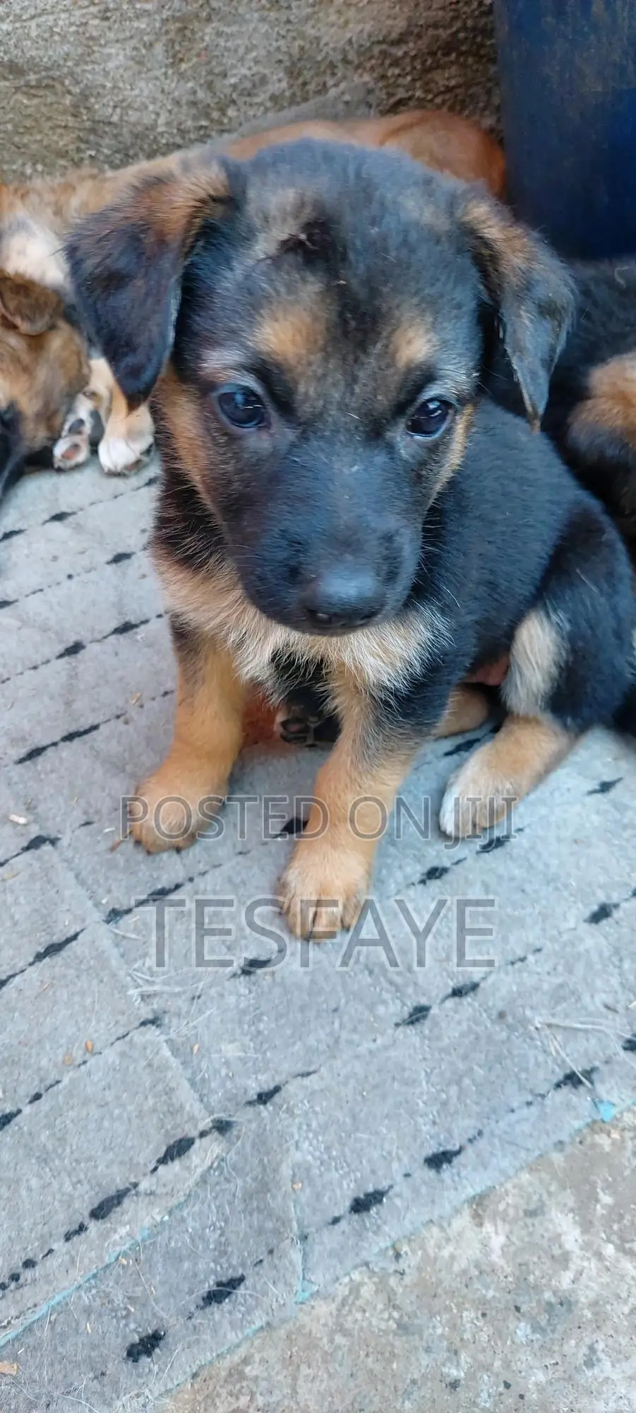 1-3 months Male Purebred German Shepherd