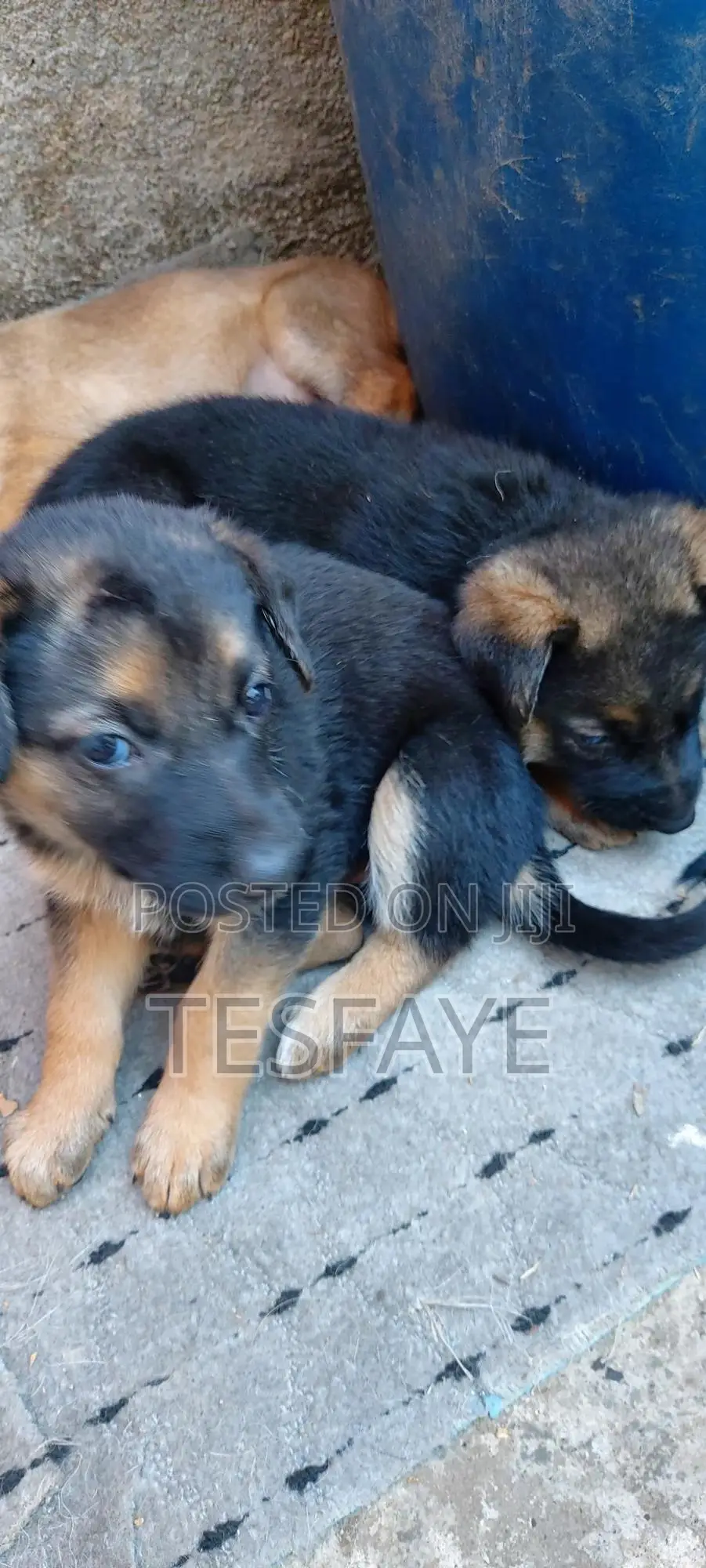 1-3 months Female Purebred German Shepherd