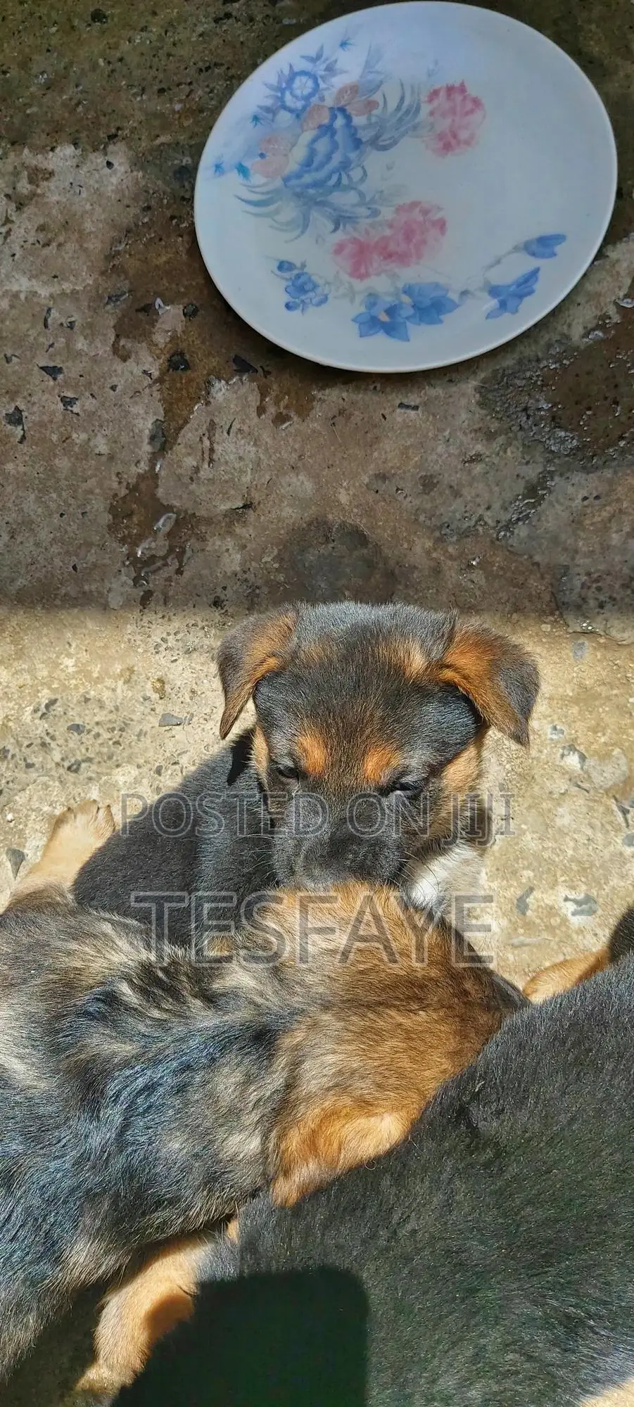 1-3 months Female Purebred German Shepherd