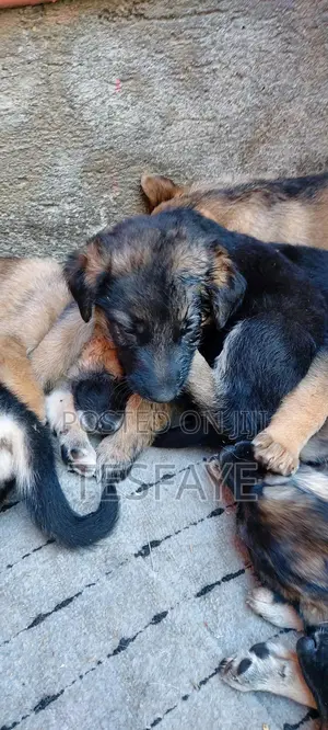 1-3 months Female Purebred German Shepherd