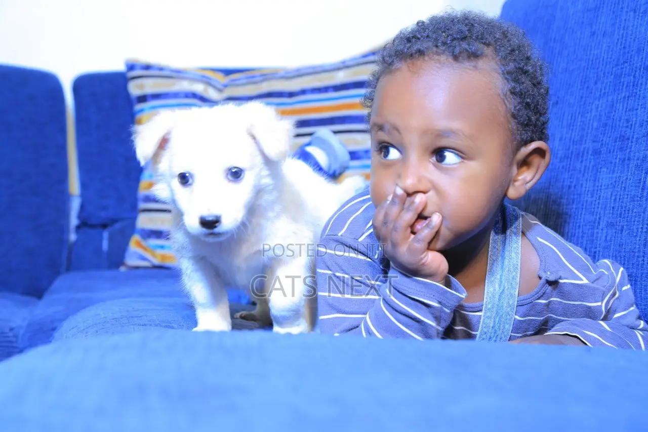 1-3 months Male Purebred Maltese