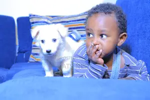 1-3 months Male Purebred Maltese