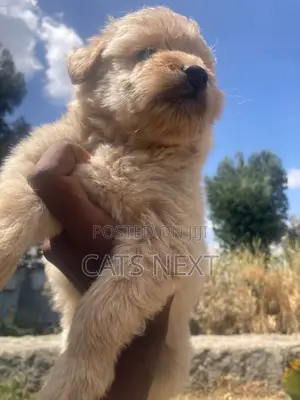 1-3 months Male Purebred Maltese