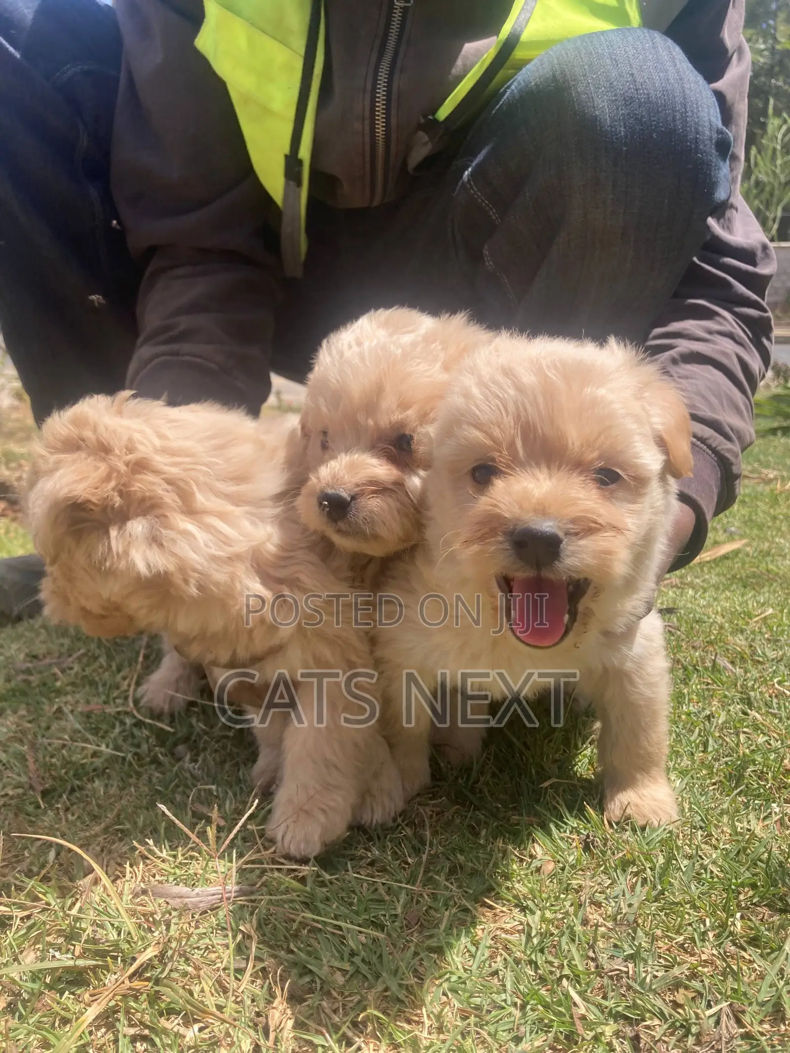 1-3 months Male Purebred Maltese