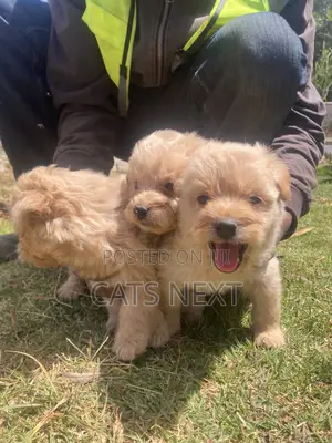 1-3 months Male Purebred Maltese