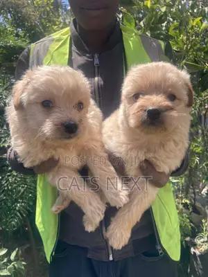 1-3 months Male Purebred Maltese