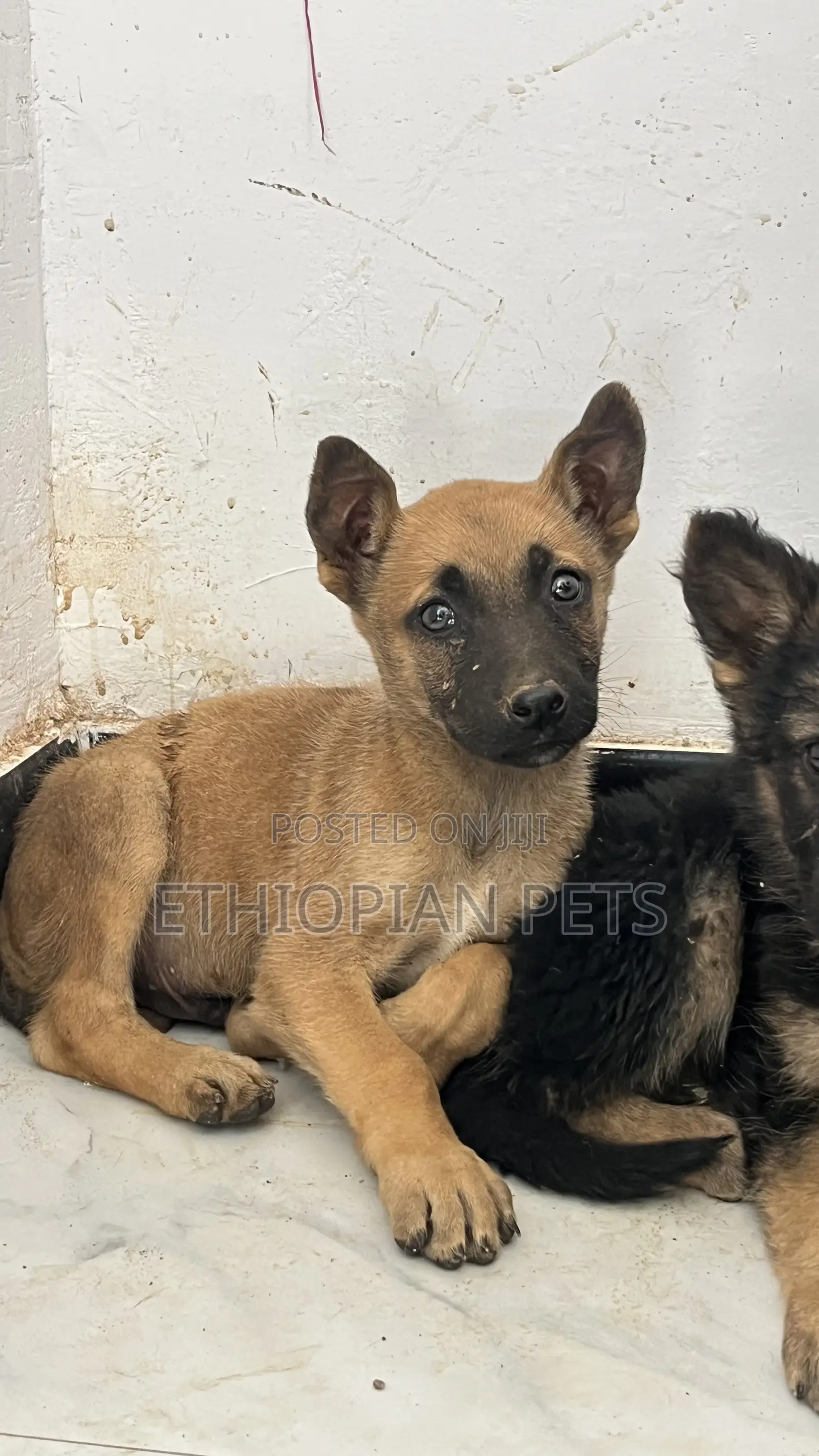 1-3 months Male Purebred Belgian Malinois