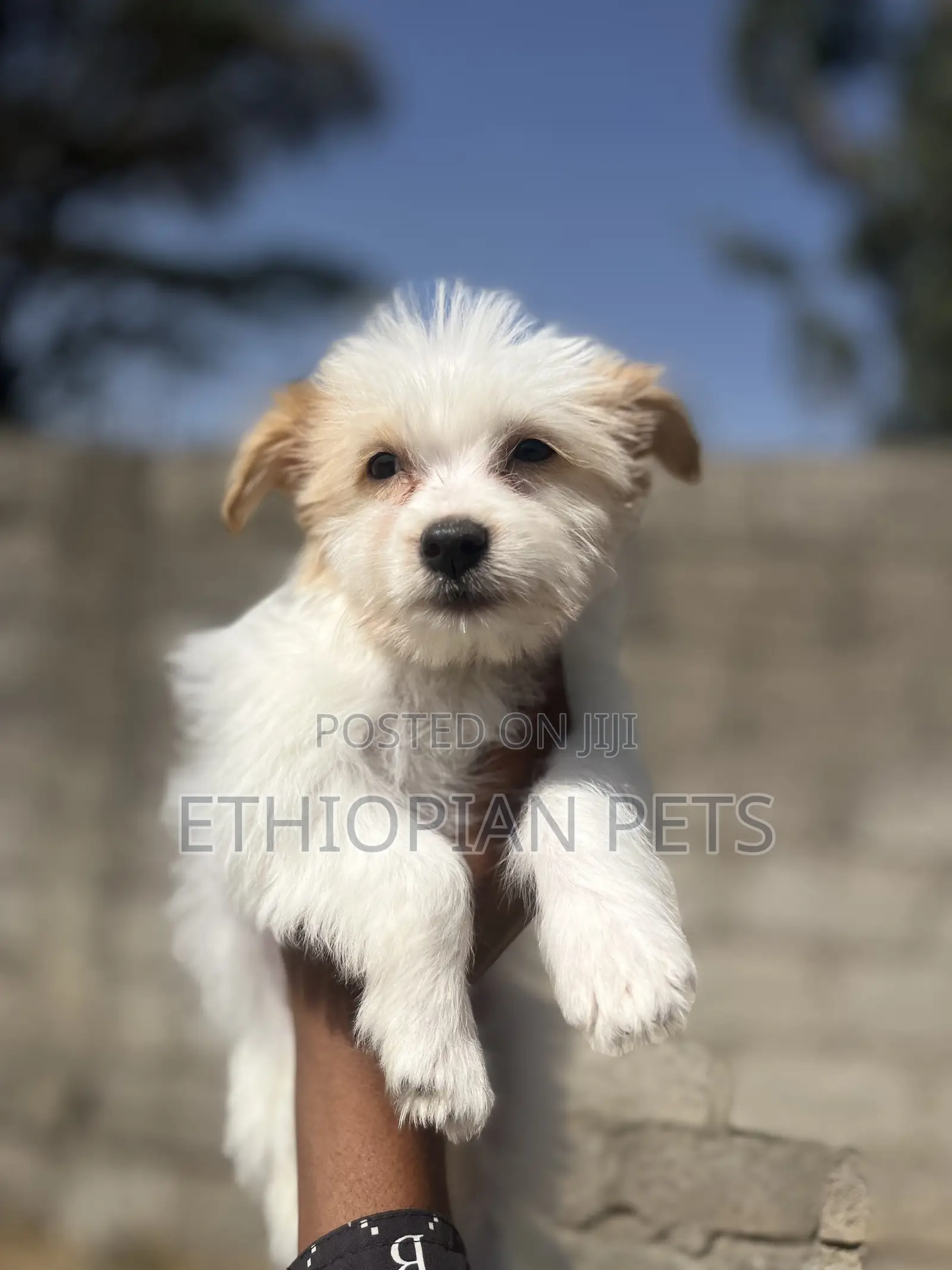 1-3 months Female Purebred Havanese