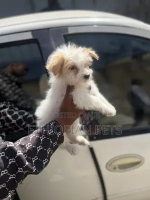 1-3 months Female Purebred Havanese