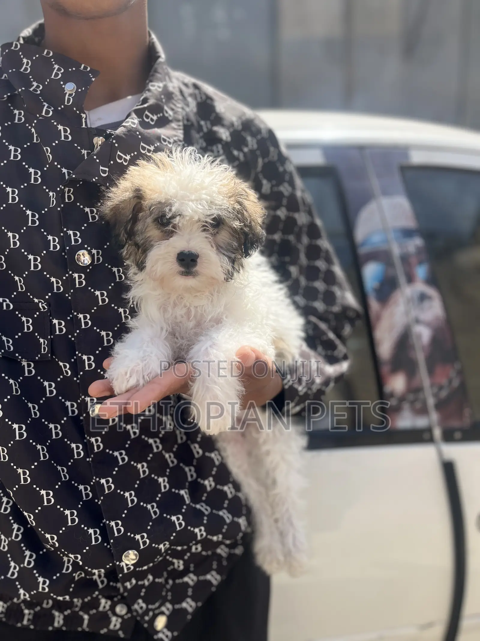 1-3 months Female Purebred Shih Tzu