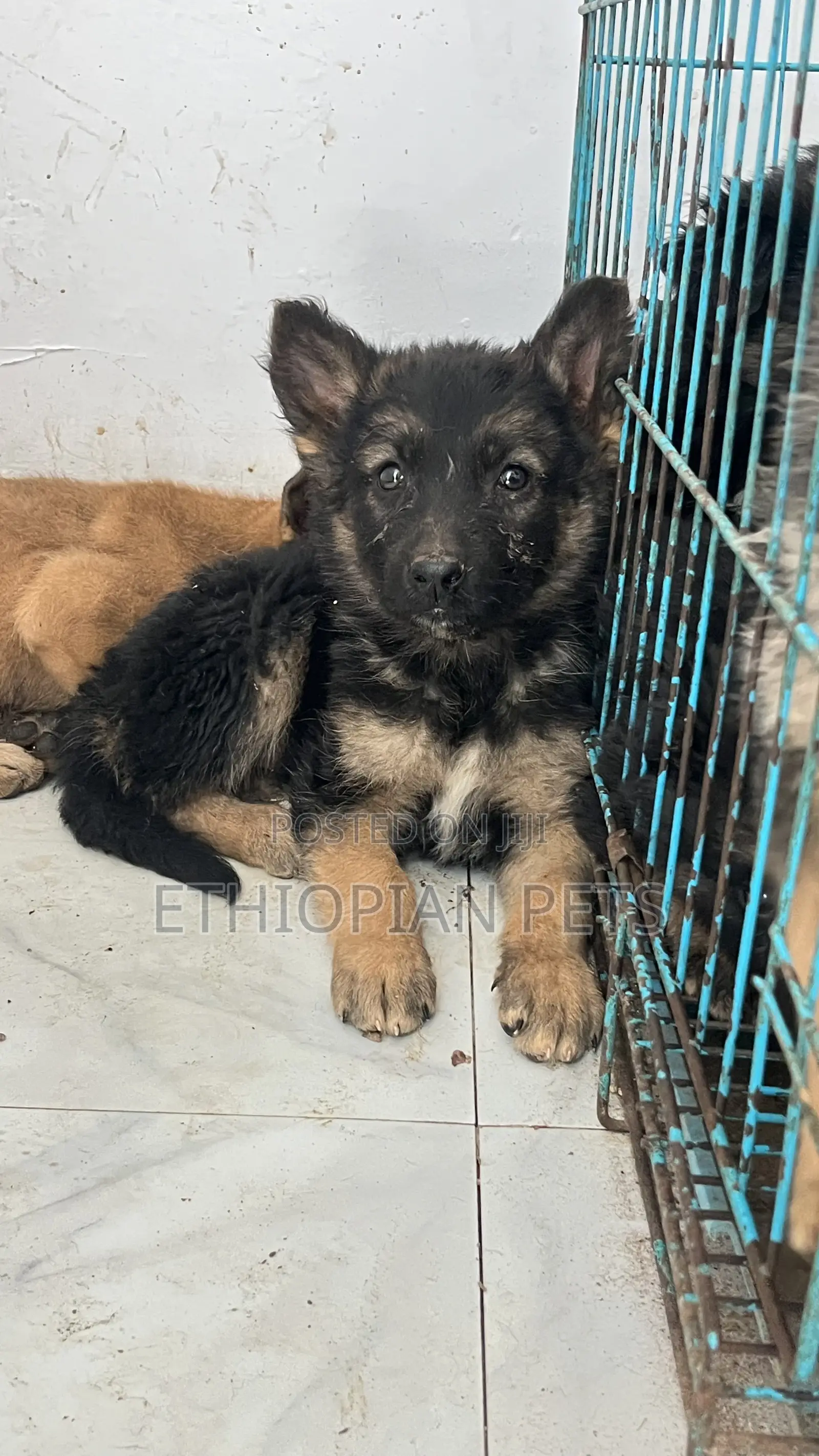 1-3 months Male Purebred German Shepherd