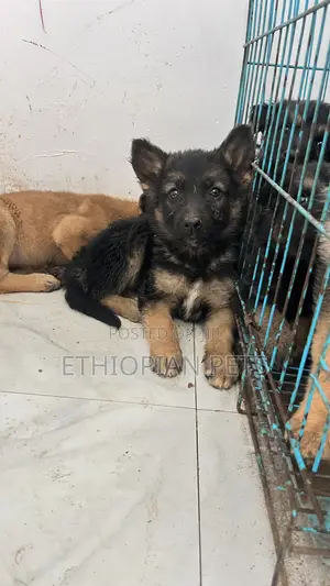 1-3 months Male Purebred German Shepherd